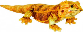 Bartagame Nature Zoom Wild