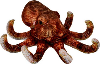 Oktopus - Nature Zoom Wild -